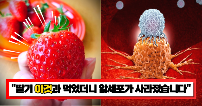 “딸기 이렇게 먹어야 효과 200% 상승합니다” 매일 아침 이렇게 먹으면 암세포 제거에 큰 도움을 준다는 딸기 레시피